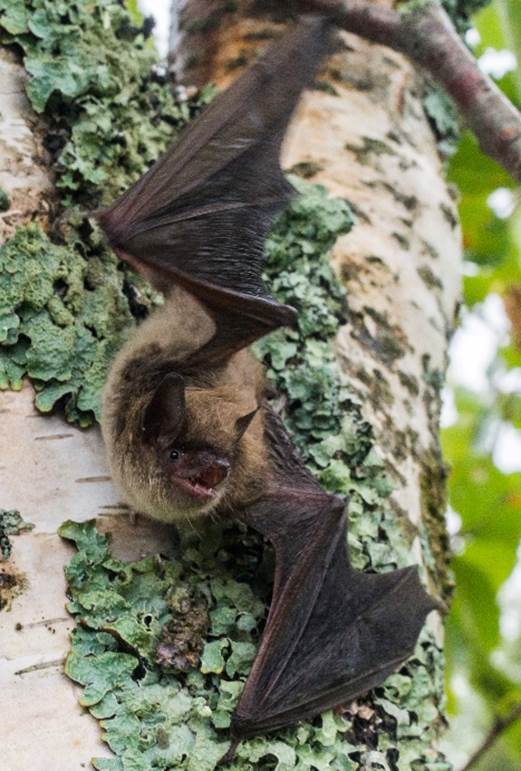 A bat from a tree

Description automatically generated with medium confidence