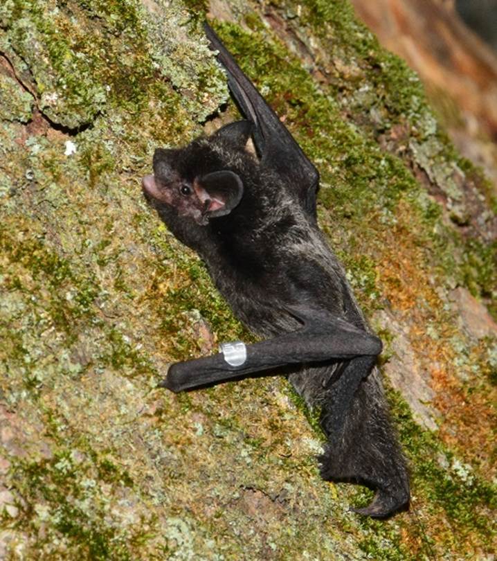 A picture containing mammal, grass, bat, black

Description automatically generated
